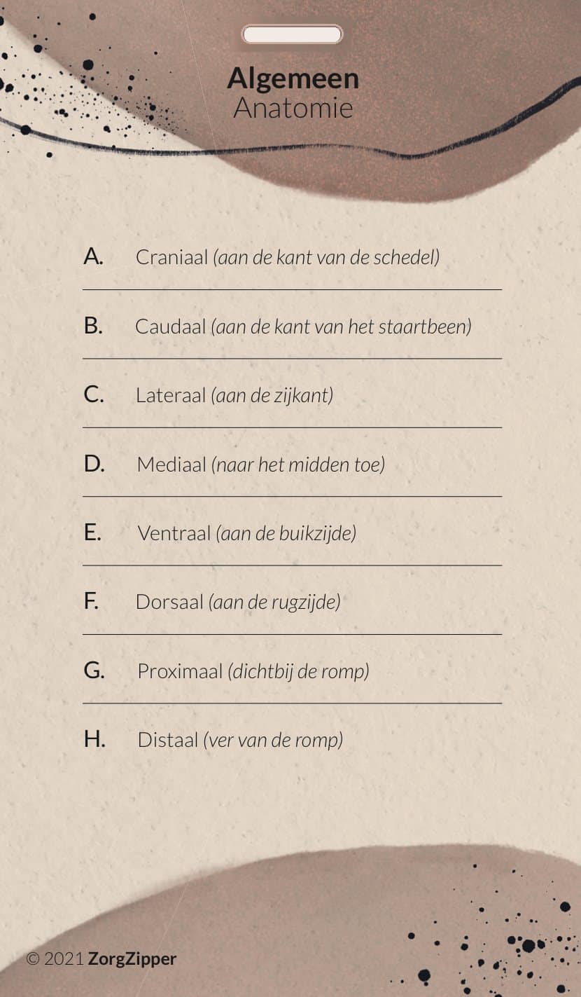 Algemeen: anatomie, achterkant