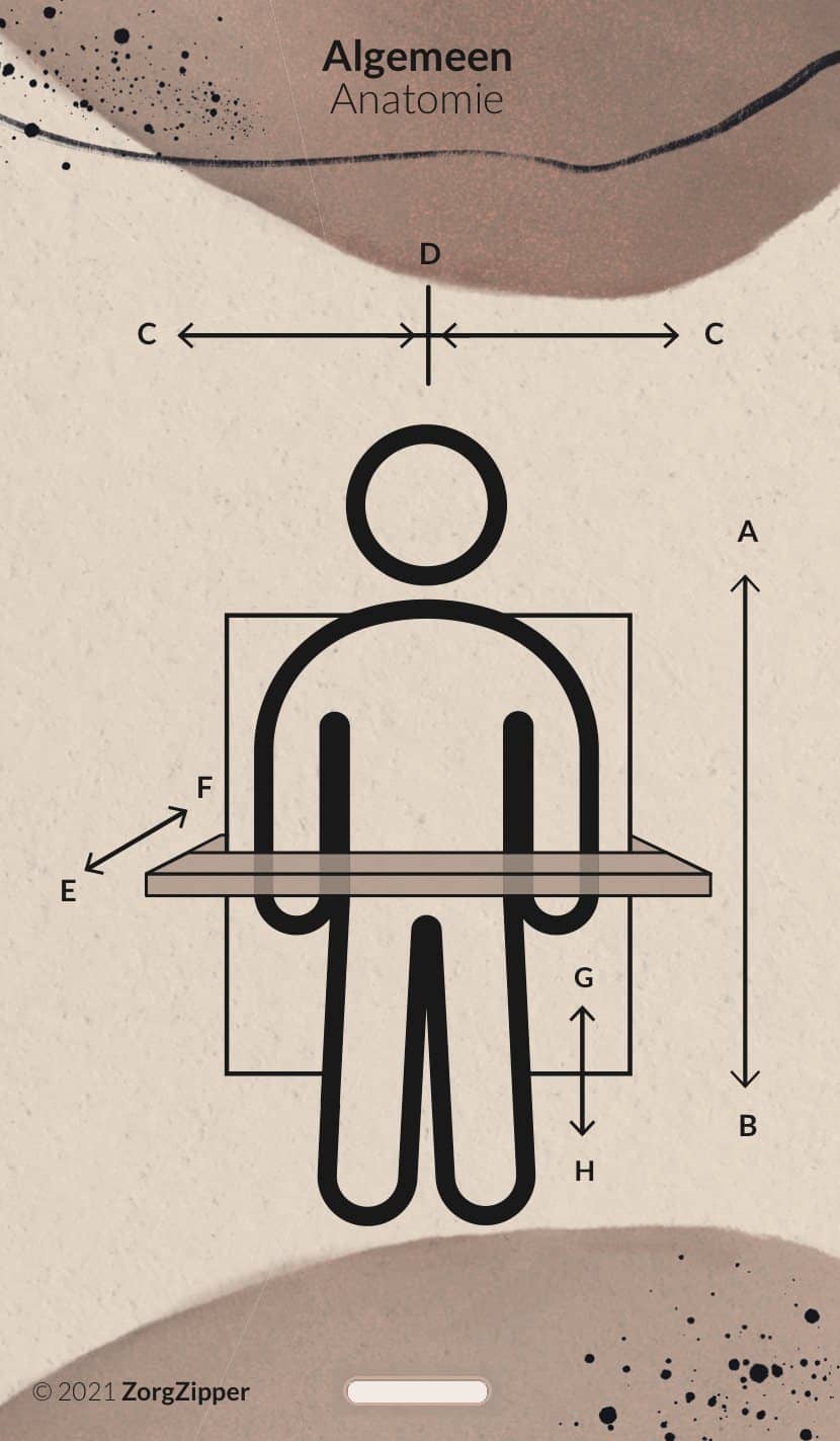 Algemeen: anatomie, voorkant